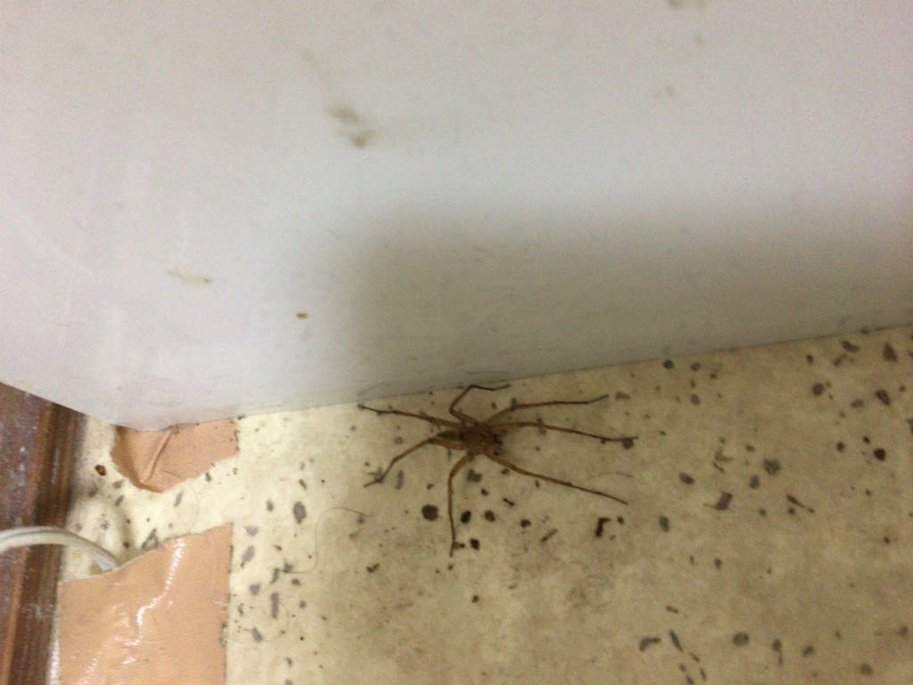 虫注意 家でアシダカグモっぽいのを見つけたのでアシダカグモの話 Skがこの先 生き残るには