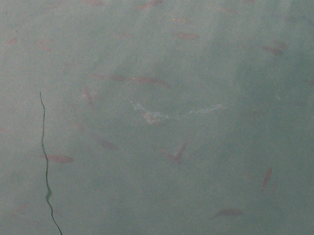 エギングロッドなら他の釣りも出来るはず というわけでアジ釣りやってみたよ Skがこの先 生き残るには