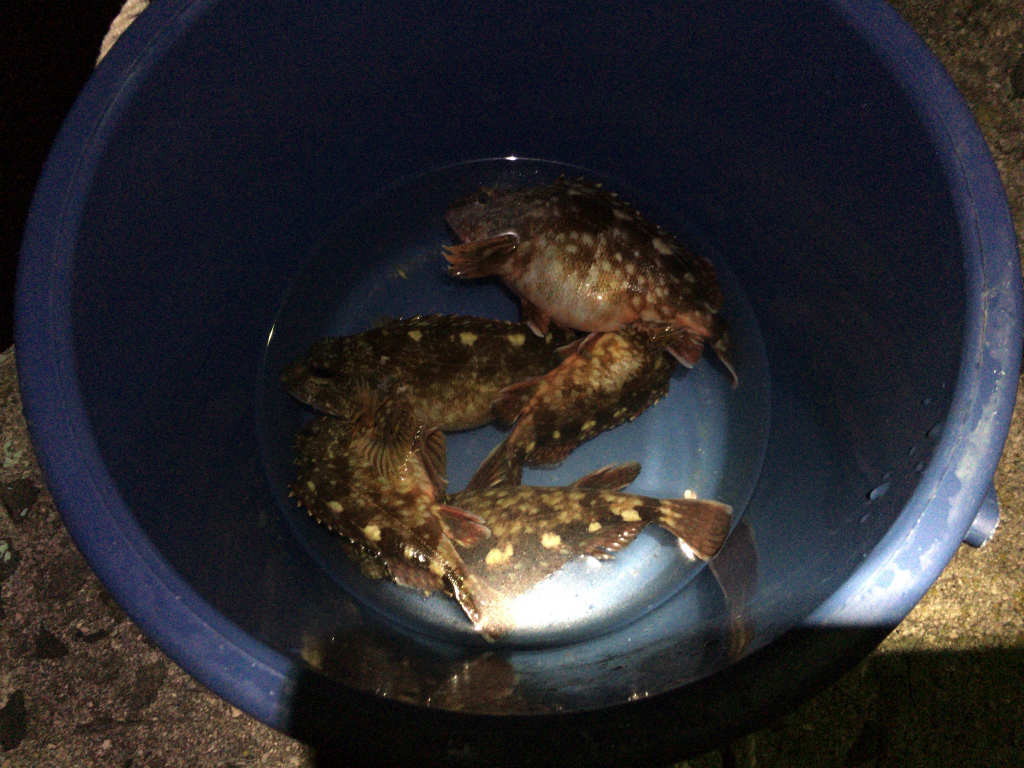 レビュー タカミヤ さぐり小僧は穴釣りが最高に楽しくなる一本だった Skがこの先 生き残るには