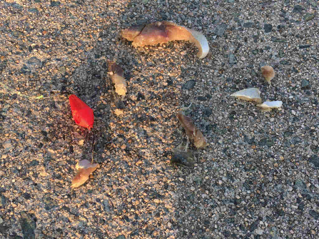 自家製釣り用餌は塩締めするのがおすすめ 塩締めの方法紹介 Skがこの先 生き残るには