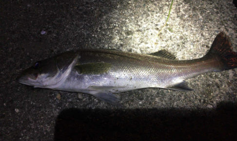 中海で釣ったシーバスは食べれるの 普通に食べれます Skがこの先 生き残るには