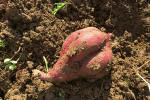 植えるんだ 生きるために 家の畑にさつまいも植えました Skがこの先 生き残るには