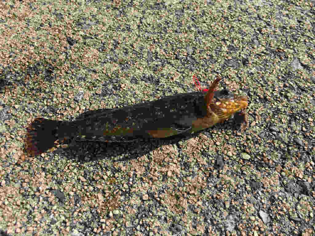 自家製釣り用餌は塩締めするのがおすすめ 塩締めの方法紹介 Skがこの先 生き残るには