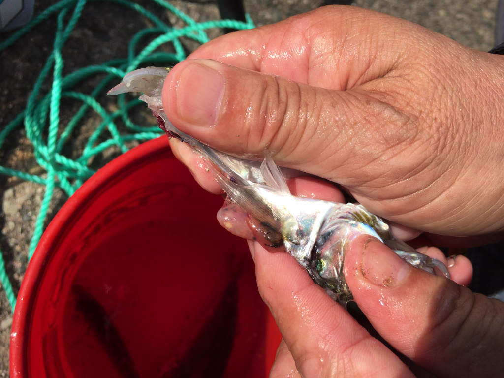 Skが魚をさばいていく 豆アジを簡単にさばく方法は手さばきだ Skがこの先 生き残るには