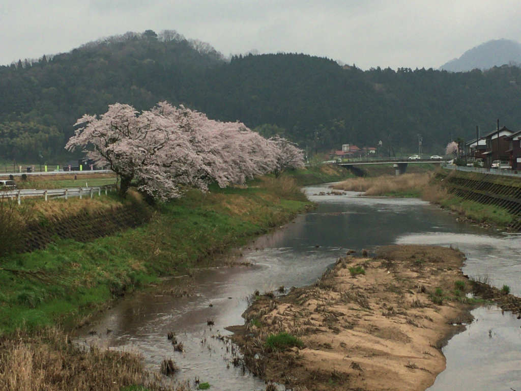 川沿いの桜がきれい