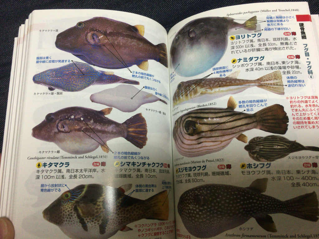 釣魚1400種キタマクラ